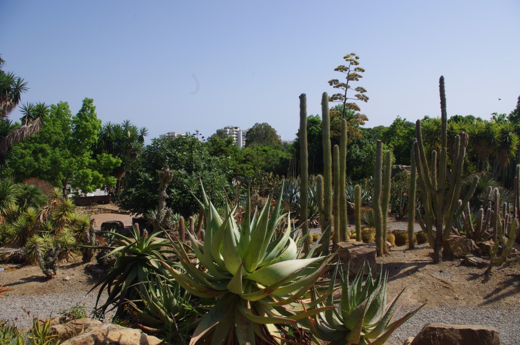 Kaktus området i Parque la Paloma